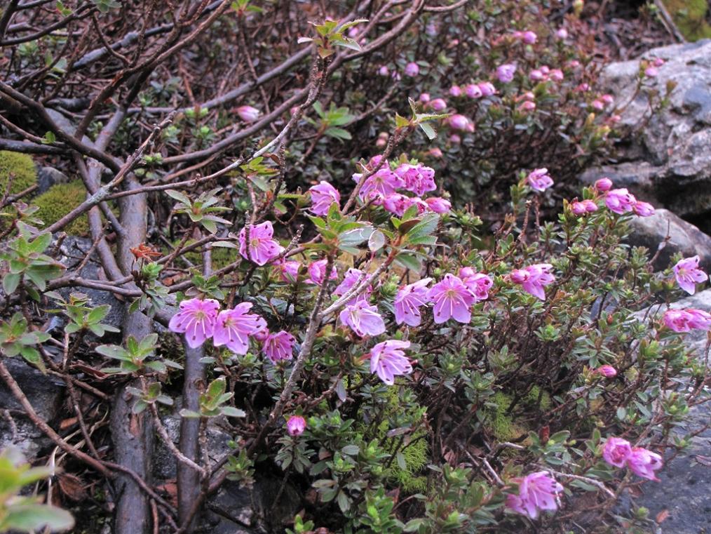 Rhodothamnus chamaecistus / Rododendro cistino